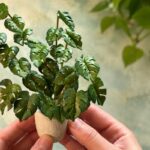 The Basics of Making a Miniature Monstera Plant