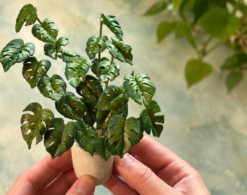 The Basics of Making a Miniature Monstera Plant